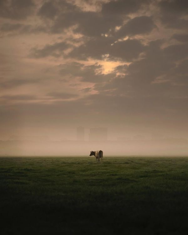 Moments of Solitude on the Dutch Countryside